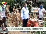 Portuguesa: Ecopatria Araure desarrolla semillas destinadas a productores de áreas rurales agrourbanas
