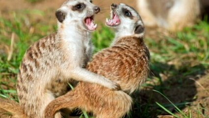 Động vật có trả thù giống như con người không