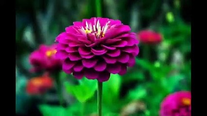 _Symptoms_and_treatment_of_rheumatic_fever   বাতজ্বরের_কারণ_এর_লক্ষণ_ও_চিকিৎসা