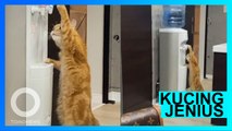 Kucing oren jenius minum air langsung dari dispenser - TomoNews