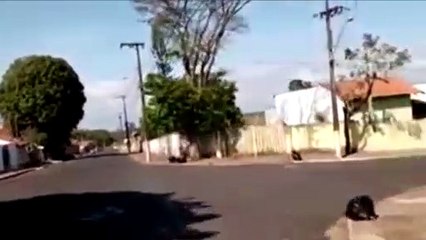 Você viu? Onça parda passeia por cidade e provoca ‘corre-corre’ entre moradores