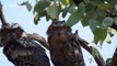 Nocturnal birds show off large orange eyes in Australia