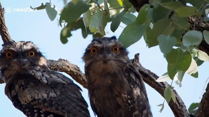 Nocturnal birds show off large orange eyes in Australia