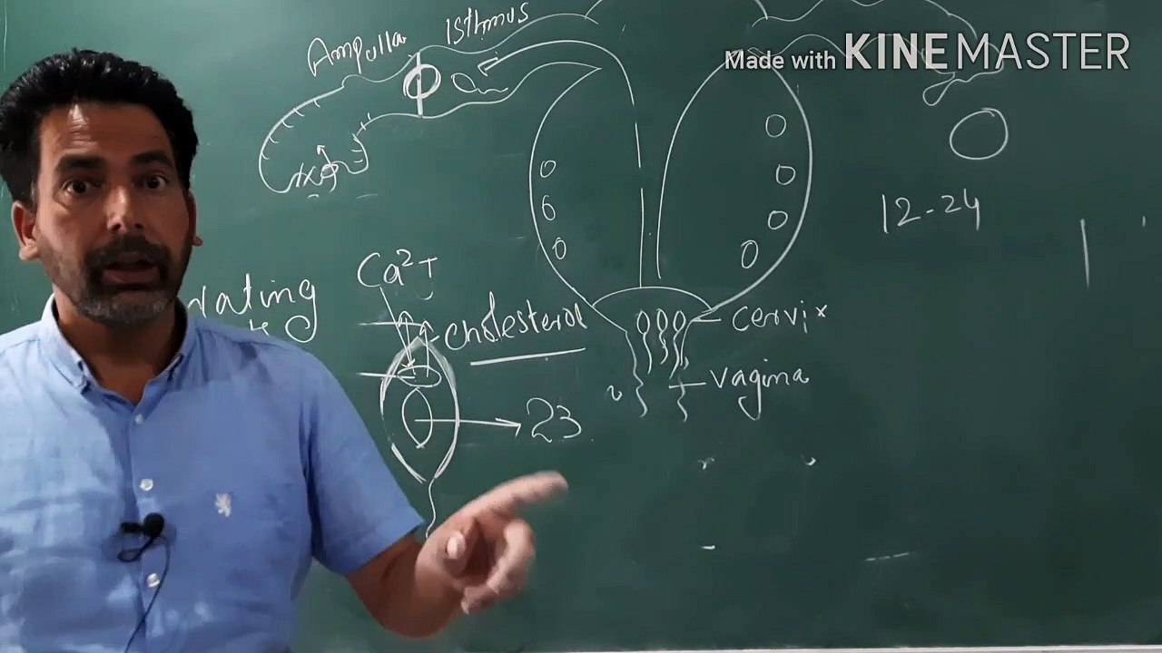 Fertilization Reproduction