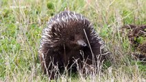 Australian short-beaked Echidna enjoys a day under the sun