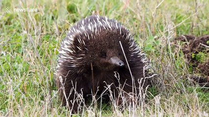 Australian short-beaked Echidna enjoys a day under the sun