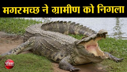 मगरमच्छ ने ग्रामीण को निगला