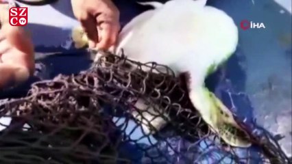 Misina ve poşete dolanan Caretta Caretta kurtarıldı
