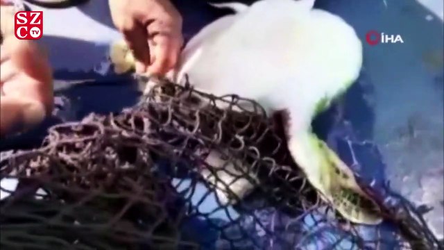 Misina ve poşete dolanan Caretta Caretta kurtarıldı