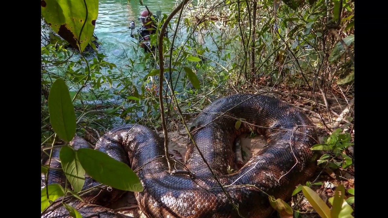 Anacondas_in_Brazil_Adventure_BigAnimals_Global_Expeditions 1080p