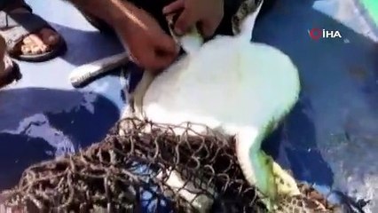 Misina ve poşete dolanan Caretta Caretta kurtarıldı