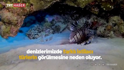 İklim değişikliği denizlerdeki istilacı türleri de artırıyor