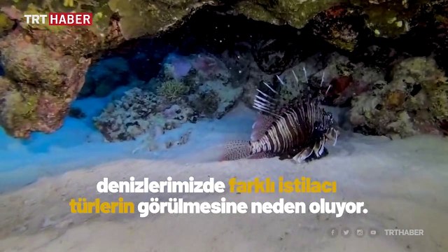 İklim değişikliği denizlerdeki istilacı türleri de artırıyor