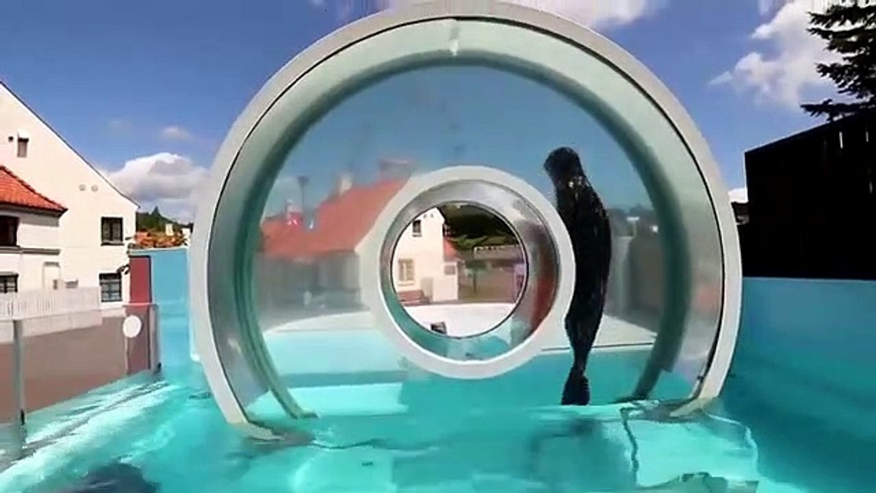 Un phoque dans une partie circulaire