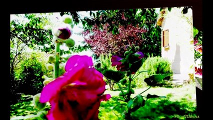 Güller ve  ''Kadın,Gölge ve  Işık''