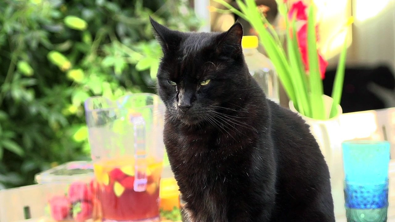Black cat so lovely
