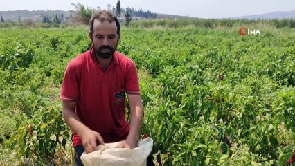 Tarım arazilerini sınıra çekilen duvar böldü
