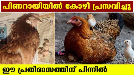 അങ്ങനെ അതും സംഭവിച്ചു കോഴിയുടെ പ്രസവംHen give birth to chicken in kerala | Oneindia Malayalam