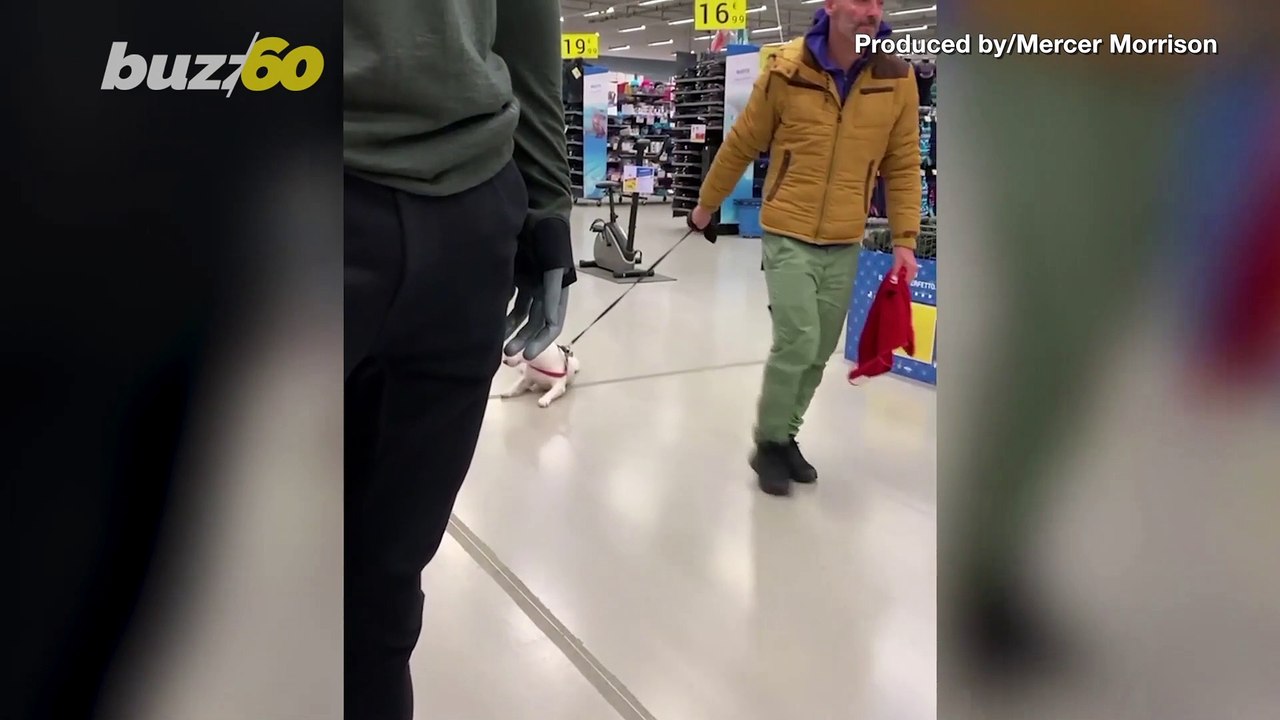 Funny Video Shows Lazy Attention Seeking Pup Dragged Around by Owner!