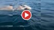 Varias orcas destrozan el timón de un velero de la Armada Española