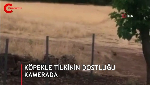 Tunceli'de köpek ile tilkinin dostluğu kameraya yansıdı