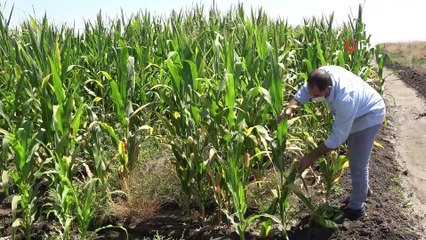 Muş’ta çerezlik ay çekirdeği ve dane mısır ekimi
