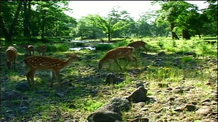 Endangered Emperors of Siberia- The Fall of Three Generations