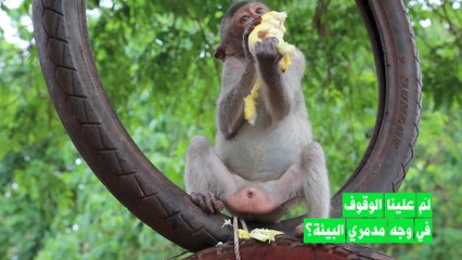 لماذا تتزايد الفيروسات حولنا؟