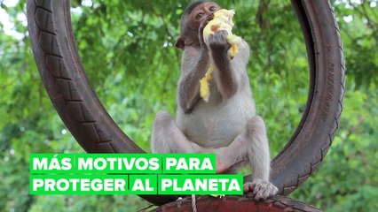 Debemos cuidar del planeta para evitar la propagación de virus y enfermedades