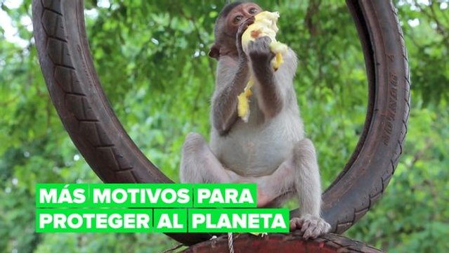 Debemos cuidar del planeta para evitar la propagación de virus y enfermedades