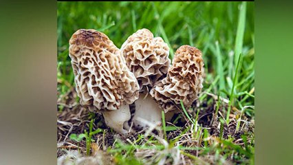 भारत में ये है सबसे महंगी सब्जी, जो बिकती है 30 हजार रुपये किलो । Boldsky