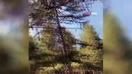 Soğuksu Milli Parkında yangın