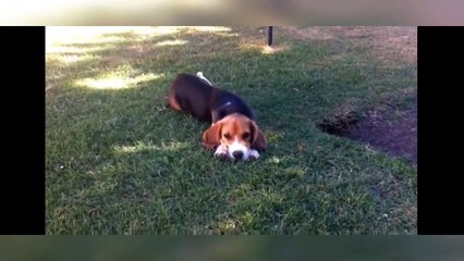 The Most Cuties Beagle Puppies