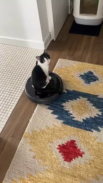 Cat Rides Robot Vacuum Cleaner