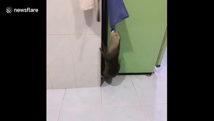 Baby otter tries to steal an apron while swirling around himself in the air