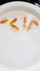 日本オランダ獅子頭　素赤系