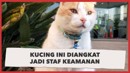 Gegara  Sering Berkunjung, Kucing Dijadikan Satpam Rumah Sakit