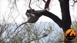 Leopard Doing ,Some Acrobatics, - Latest Wildlife Sightings