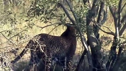 Leopard hunting impala, - 29 April 2012, - Kruger Sightings