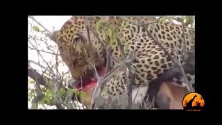 Leopard In Tree, With A Kill, Hyena Underneath, - 1st September 2013, - Latest Sightings