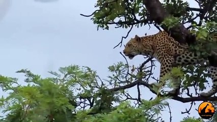 Leopard Kills, Baby Vervet Monkey, - Latest Sightings
