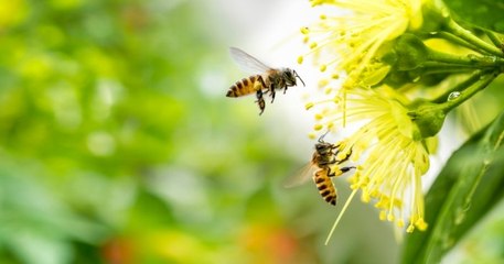 Des scientifiques australiens découvrent que le venin des abeilles serait efficace contre le cancer du sein