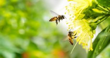 Des scientifiques australiens découvrent que le venin des abeilles serait efficace contre le cancer du sein