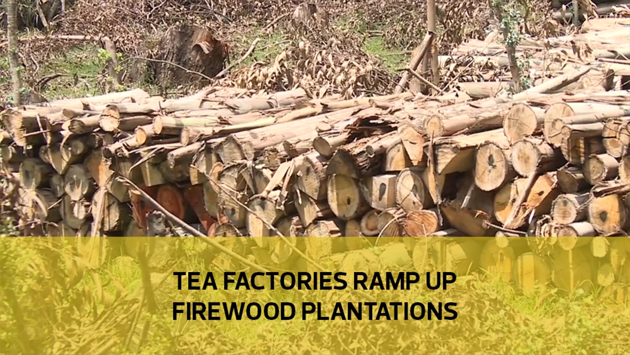 Tea factories ramp up firewood plantations - video Dailymotion