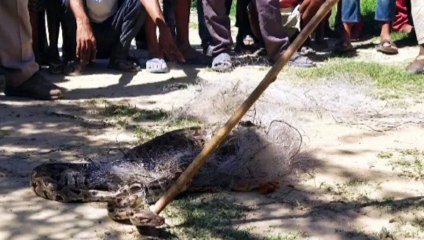 अजगर सांप निकलने से इलाके में मचा हड़कंप