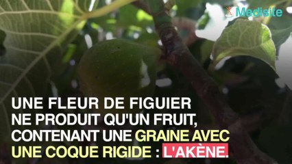 Il y a des guêpes dans les figues que vous mangez