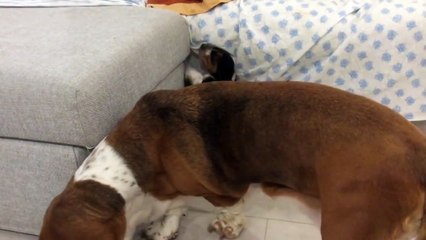 Bassethound puppy wants to hop on the sofa funny dog