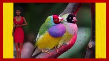 Beautiful Gouldin Finch Chicks