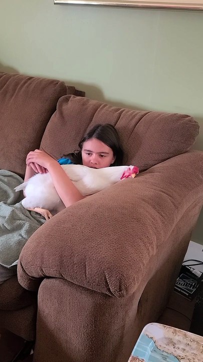Rooster Cuddles on the Couch