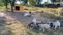 Kangal köpeklerinin yavrularını yemesinin sırrı çözüldü!